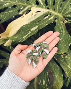 MONSTERA THAI CON