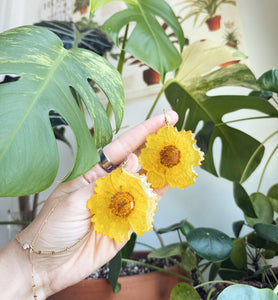 COREOPSIS