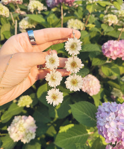 WHITE STRAWFLOWERS